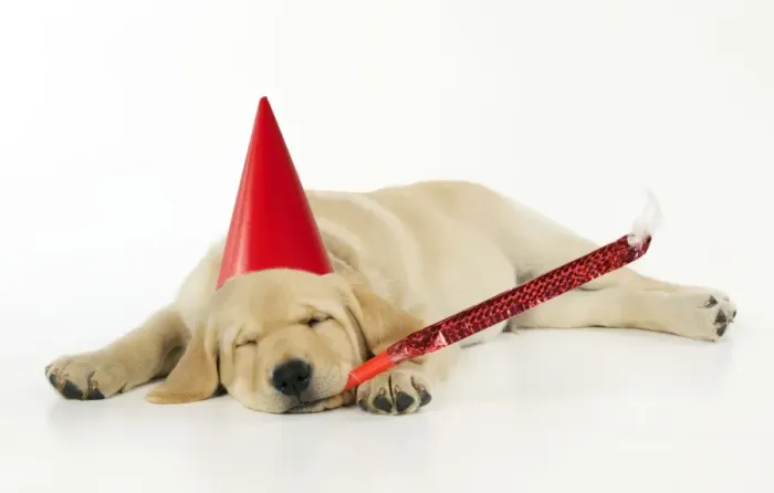 Framed Print : DOG. Labrador (8 week old pup) with party hat and party blower Framed Print : DOG. Labrador (8 week old pup) with party hat and party blower