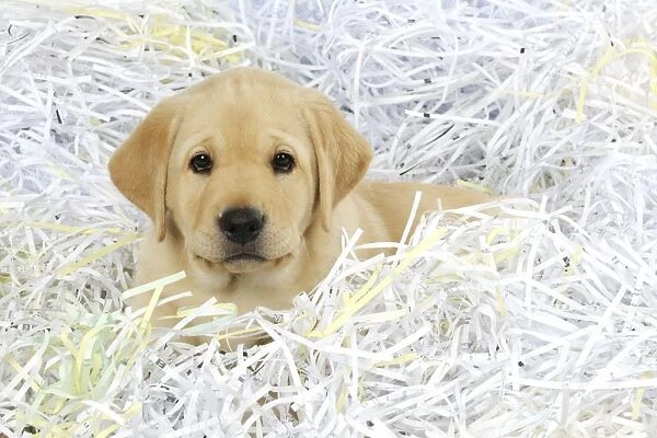 DOG. Labrador (8 week old pup) playing in shredded paper Digital Manipulation: removed paper from face