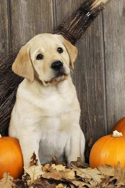 DOG. Labrador (8 week old pup) with pumpkins