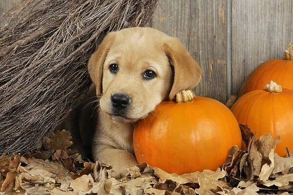 DOG. Labrador (8 week old pup) with Pumpkins & broom