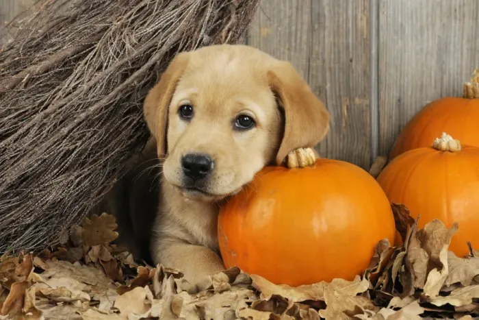 Framed Print : DOG. Labrador (8 week old pup) with Pumpkins & broom