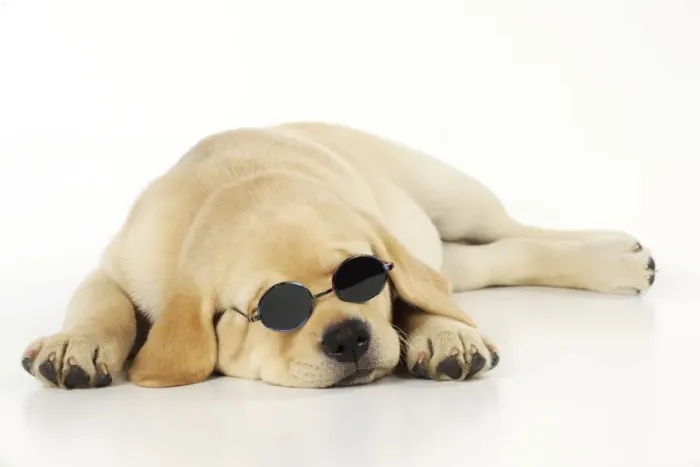 Framed Print : DOG. Labrador (8 week old pup) with round glasses, lying down. Captionable Framed Print : DOG. Labrador (8 week old pup) with round glasses, lying down. Captionable
