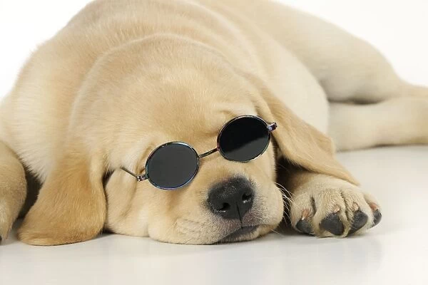 DOG. Labrador (8 week old pup) With round sunglasses laying down