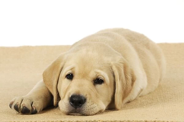 DOG. Labrador (8 week old pup) sleepy on carpet