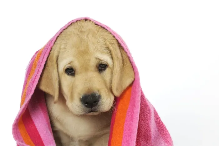 Framed Print : DOG. Labrador (8 week old pup) with towel Framed Print : DOG. Labrador (8 week old pup) with towel
