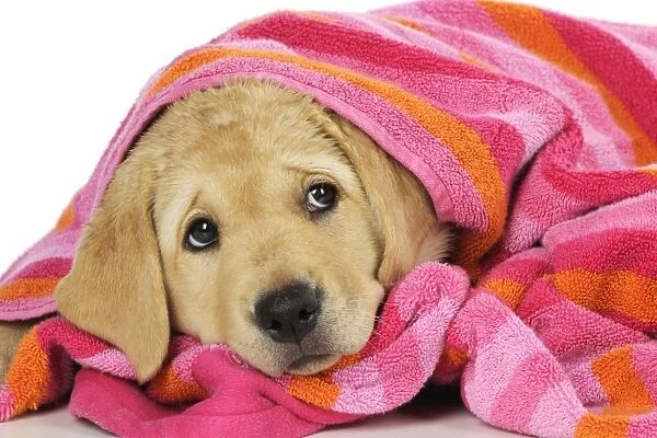 DOG. Labrador (8 week old pup) wet, with towel on head and shoulders