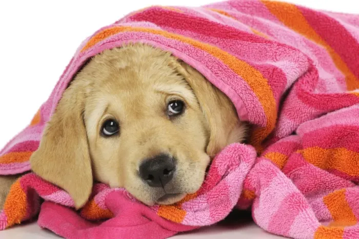 Framed Print : DOG. Labrador (8 week old pup) wet, with towel on head and shoulders Framed Print : DOG. Labrador (8 week old pup) wet, with towel on head and shoulders