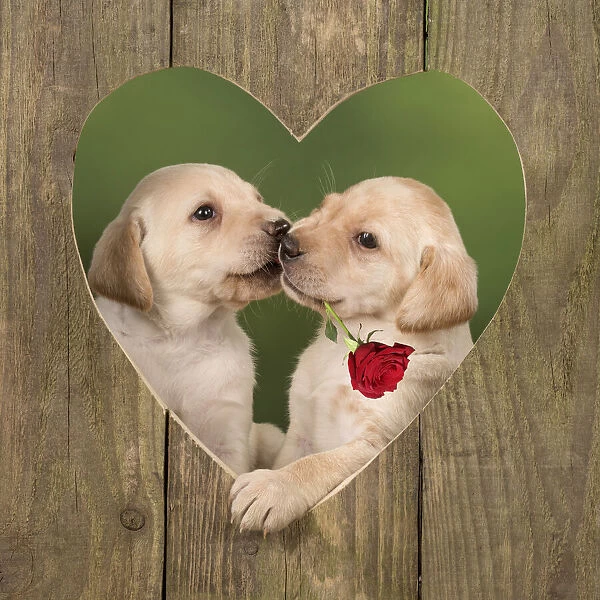 Dog ~ Labrador ~ 8 week old puppies kissing in a wooden heart with a red rose