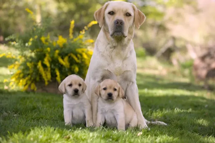 Framed Print : Dog - Labrador adult with two puppies Framed Print : Dog - Labrador adult with two puppies