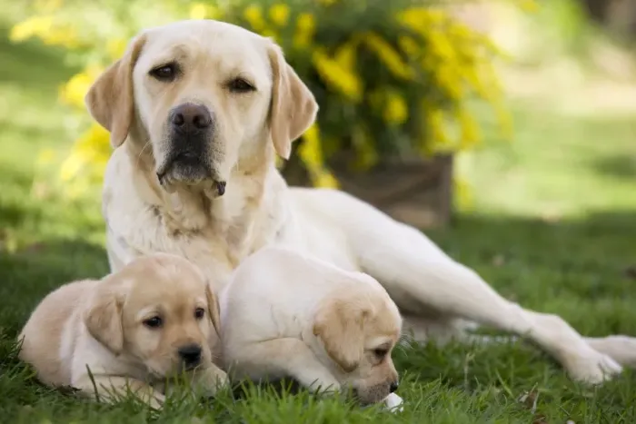 Framed Print : Dog - Labrador adult with puppies Framed Print : Dog - Labrador adult with puppies