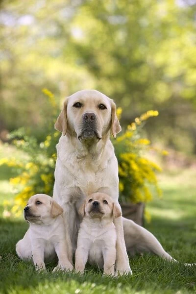 Dog - Labrador adult with two puppies