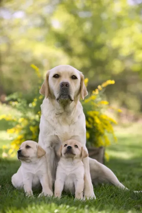 Framed Print : Dog - Labrador adult with two puppies Framed Print : Dog - Labrador adult with two puppies