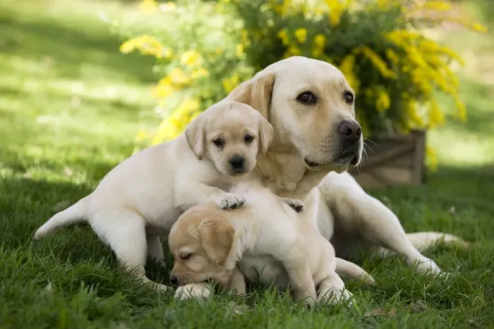 Framed Print : Dog - Labrador adult with two puppy Framed Print : Dog - Labrador adult with two puppy