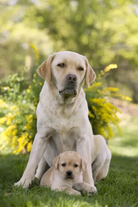 Framed Print : Dog - Labrador adult with two puppy Framed Print : Dog - Labrador adult with two puppy