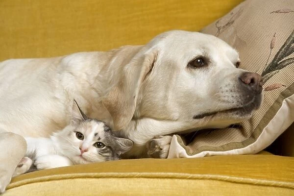 Dog - labrador & cat resting on sofa