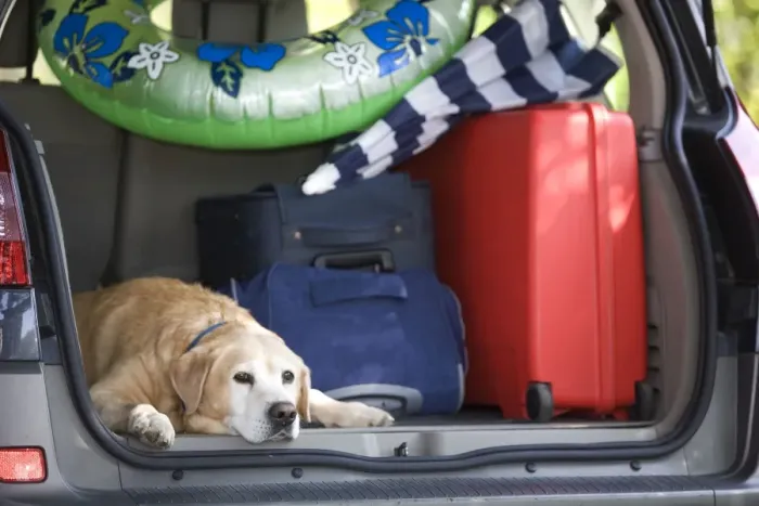 Framed Print : Dog - Labrador in back of family car going on Summer holiday Framed Print : Dog - Labrador in back of family car going on Summer holiday