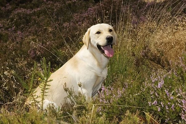 Dog. Labrador in field