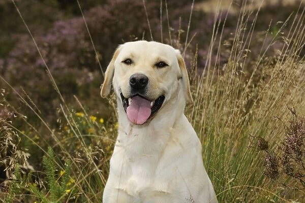 Dog. Labrador in field