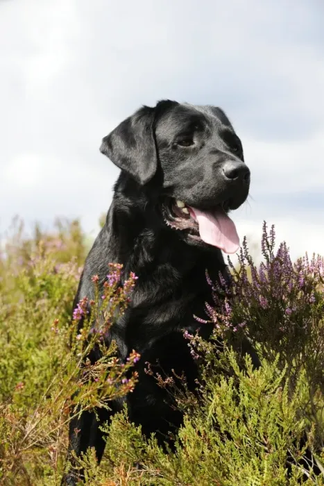 Framed Print : Dog. Labrador in field Framed Print : Dog. Labrador in field