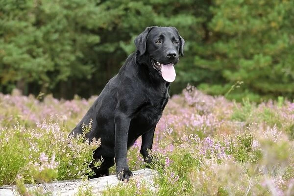 Dog. Labrador in field of heather