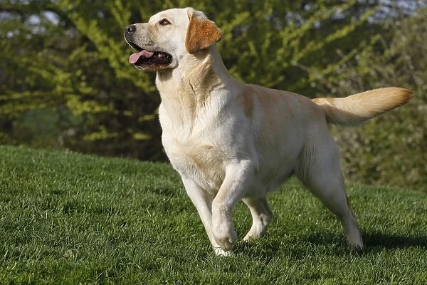 Dog - Labrador in garden