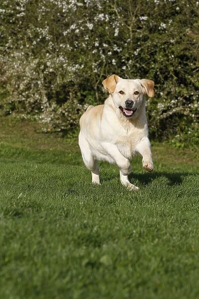 Dog - Labrador in garden running
