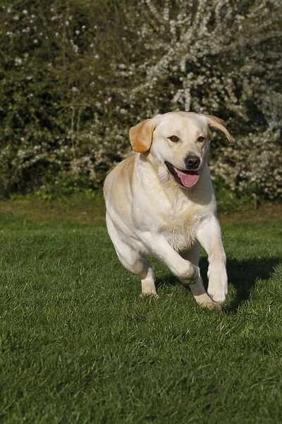 Dog - Labrador in garden running