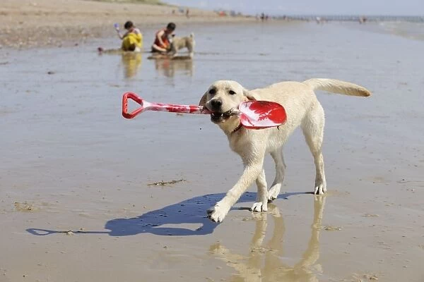 DOG. Labrador holding spade
