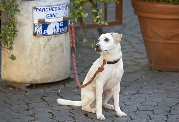 Dog - Labrador on lead at dog parking station - Rome - Italy