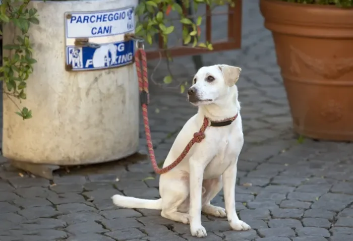 Framed Print : Dog - Labrador on lead at dog parking station - Rome - Italy Framed Print : Dog - Labrador on lead at dog parking station - Rome - Italy