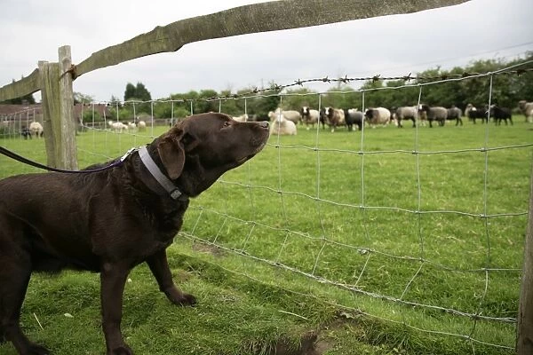 DOG - Labrador on a lead looking at sheep