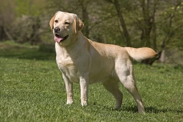 Dog - Labrador outside