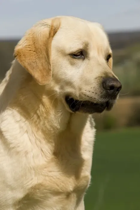 Framed Print : Dog - Labrador outside Framed Print : Dog - Labrador outside