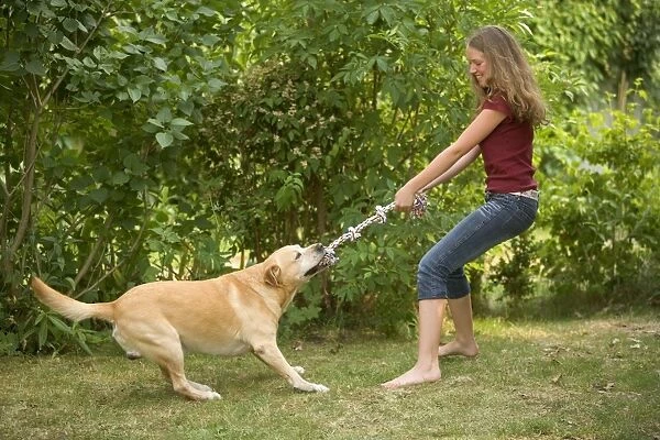 Dog - Labrador playing tug-of-war with girl and toy
