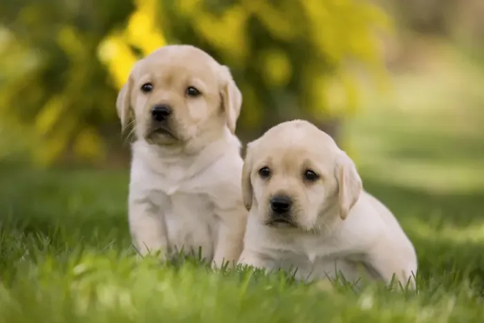 Framed Print : Dog - Labrador puppies Framed Print : Dog - Labrador puppies