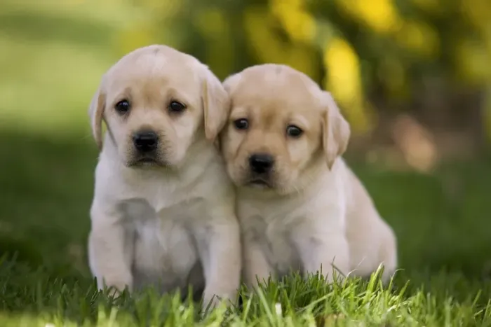 Framed Print : Dog - Labrador puppies Framed Print : Dog - Labrador puppies