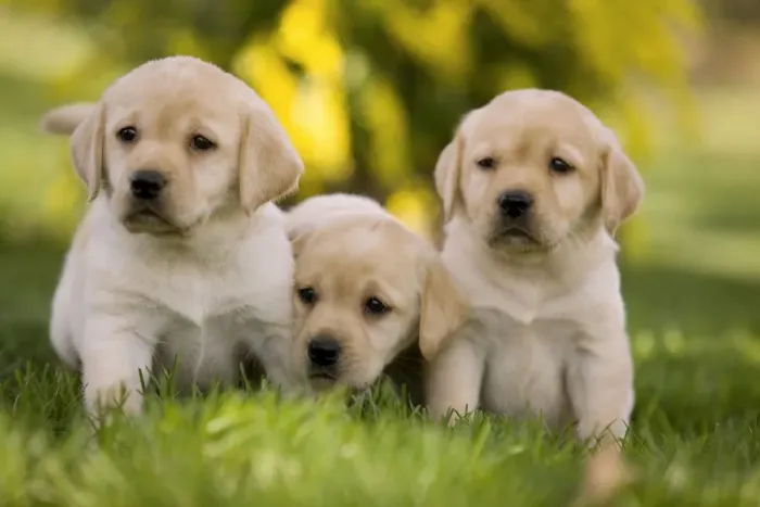 Framed Print : Dog - Labrador puppies Framed Print : Dog - Labrador puppies