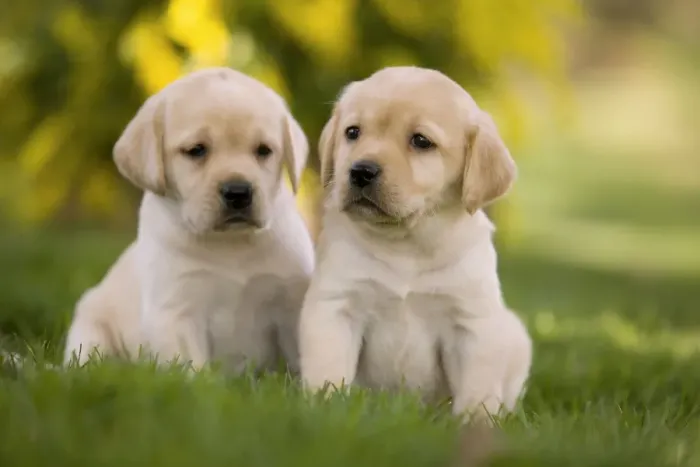 Framed Print : Dog - Labrador puppies Framed Print : Dog - Labrador puppies