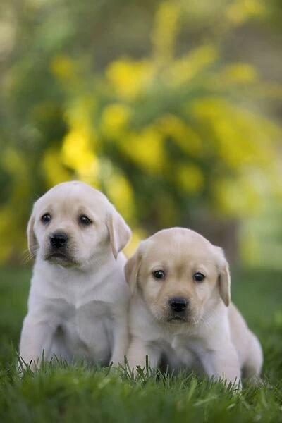 Dog - Labrador puppies