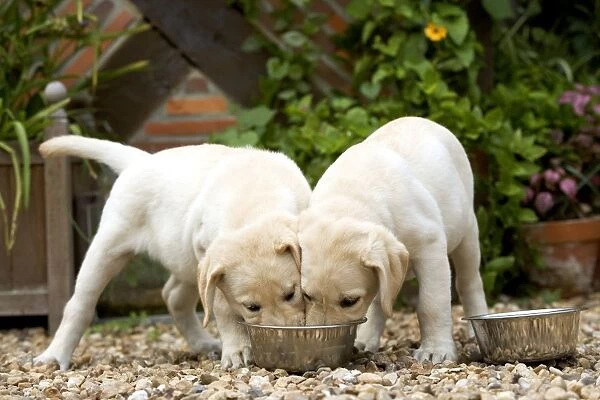Dog - Labrador puppies eating from one bowl