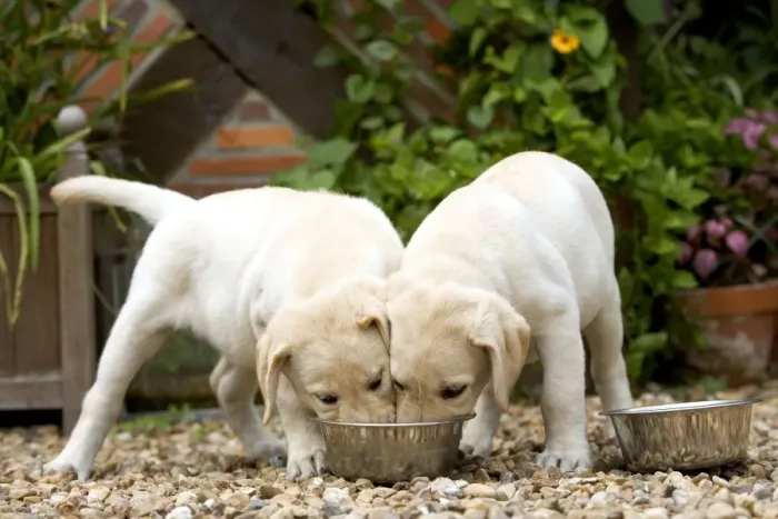 Framed Print : Dog - Labrador puppies eating from one bowl Framed Print : Dog - Labrador puppies eating from one bowl