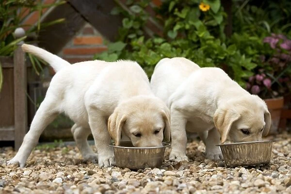 Dog - Labrador puppies eating from bowls