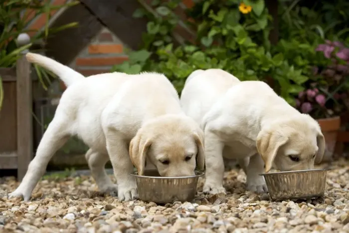 Framed Print : Dog - Labrador puppies eating from bowls Framed Print : Dog - Labrador puppies eating from bowls