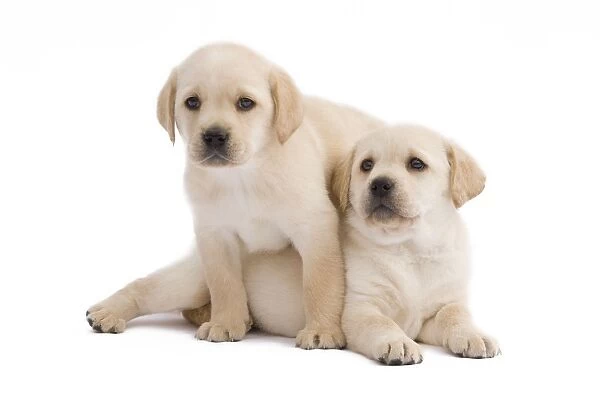 Dog - Labrador puppies in studio