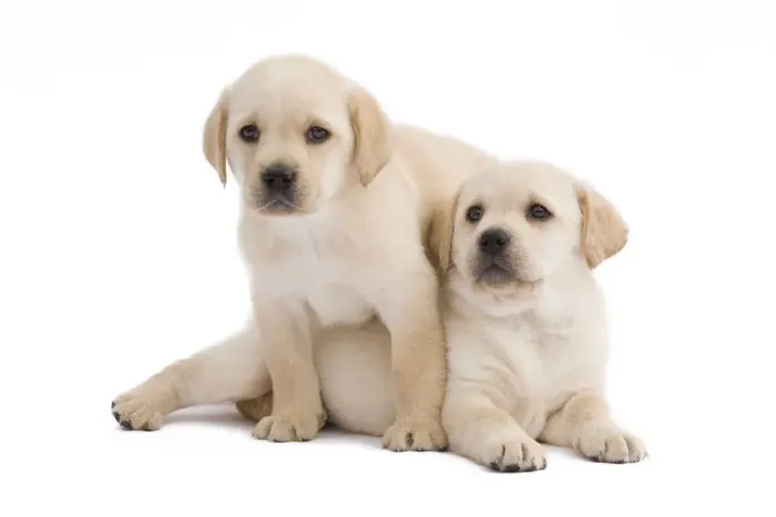 Framed Print : Dog - Labrador puppies in studio Framed Print : Dog - Labrador puppies in studio