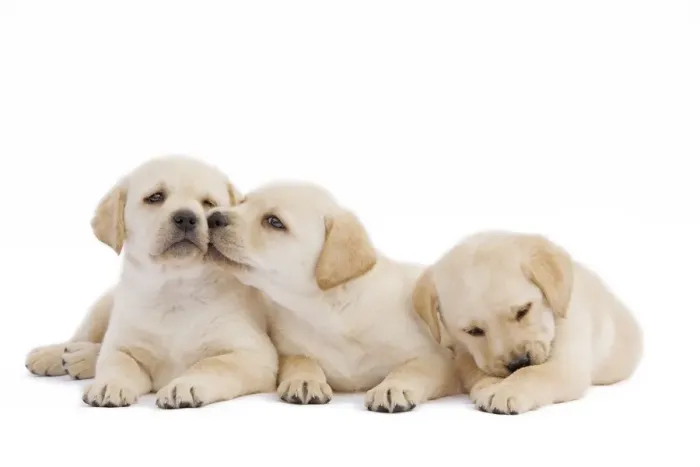 Framed Print : Dog - three Labrador puppies in studio Framed Print : Dog - three Labrador puppies in studio