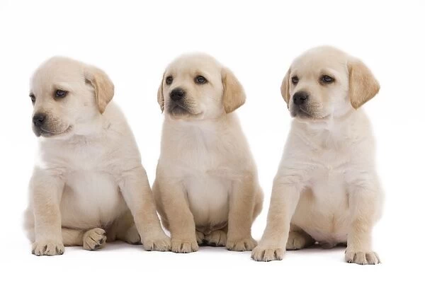 Dog - three Labrador puppies in studio