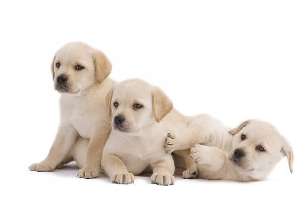 Dog - three Labrador puppies in studio