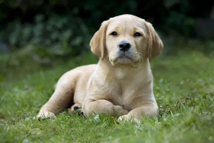 Framed Print : Dog - Labrador puppy