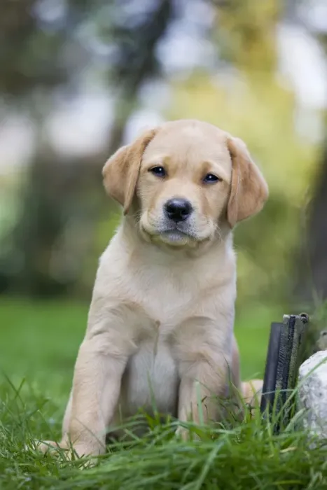 Framed Print : Dog - Labrador puppy Framed Print : Dog - Labrador puppy